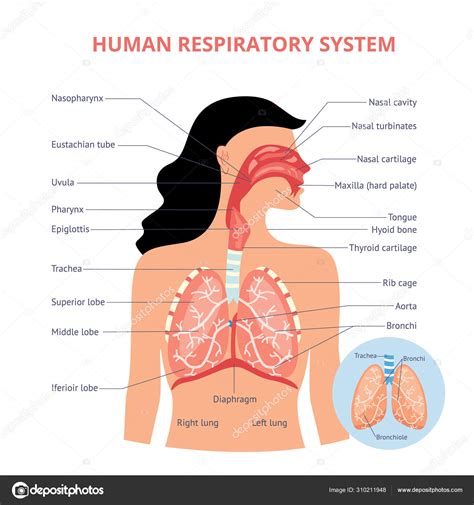 Respiratory System Diagram With Labels