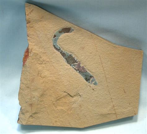 Cambrian Worm Fossil