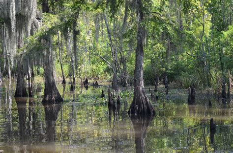 Tales from the Bayou : The Atchafalaya Swamp, by Rita Monette