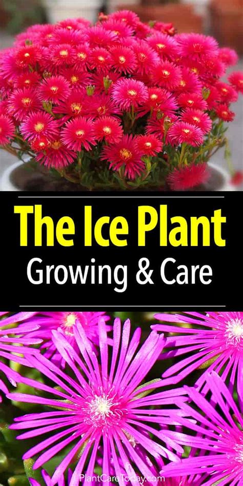 Ice Plant: How To Care For Iceplants