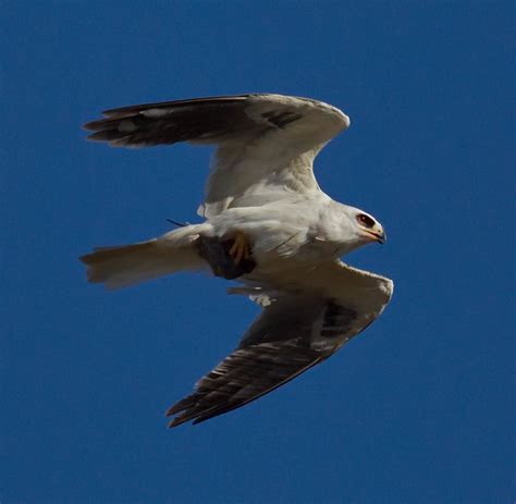 White-tailed Kite | San Diego Bird Spot