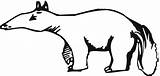 Anteater Coloring Pages  Best For Kids sketch template