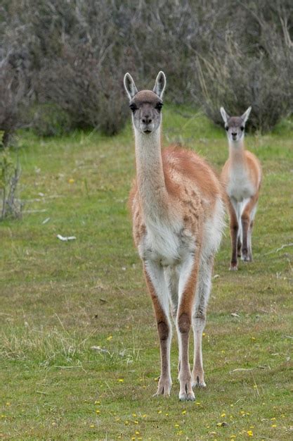 Premium Photo | Guanacos (lama guanicoe), torres del paine national park, patagonia, chile