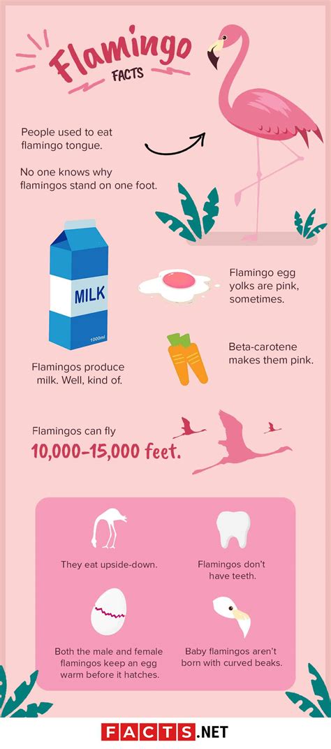 30 Strange Flamingo Facts That You Never Knew About | Facts.net