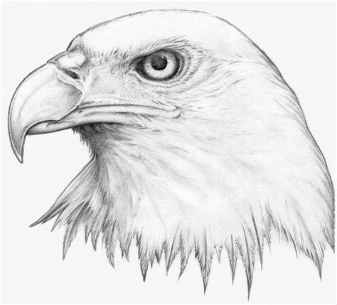 Pencil Art Gallery | Pencil Art Gallery Eagles Pictures | Pencil drawings of animals, Eagle ...