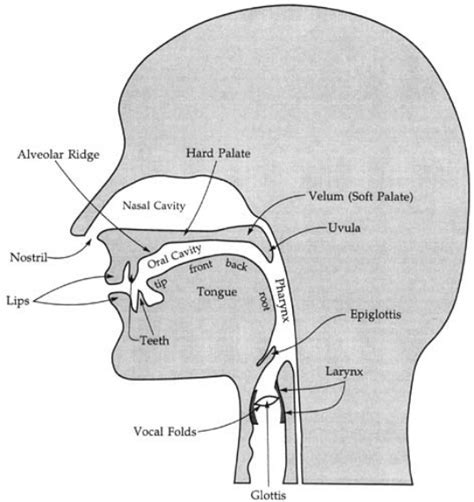 Place of Articulation Diagram - Pronunciation and Speaking