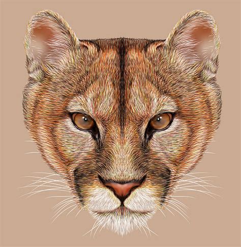 Royalty Free Mountain Lion Clip Art, Vector Images & Illustrations - iStock