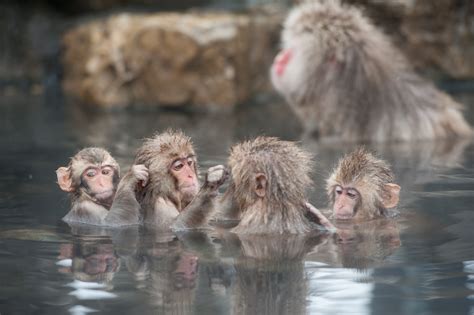 Jigokudani Monkey Park