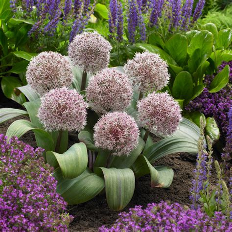 Buy Allium Karatieviense Bulbs | J Parker Dutch Bulbs