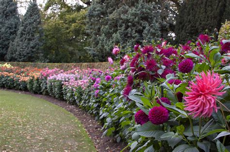 Dahlia Garden | Anglesey Abbey Gardens, Cambridgeshire, Engl… | Dave Gunn | Flickr