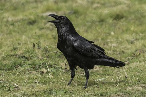 corvus corax | High-Quality Animal Stock Photos ~ Creative Market