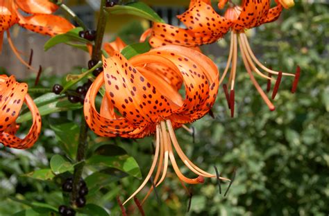 How to Grow and Care for Tiger Lilies