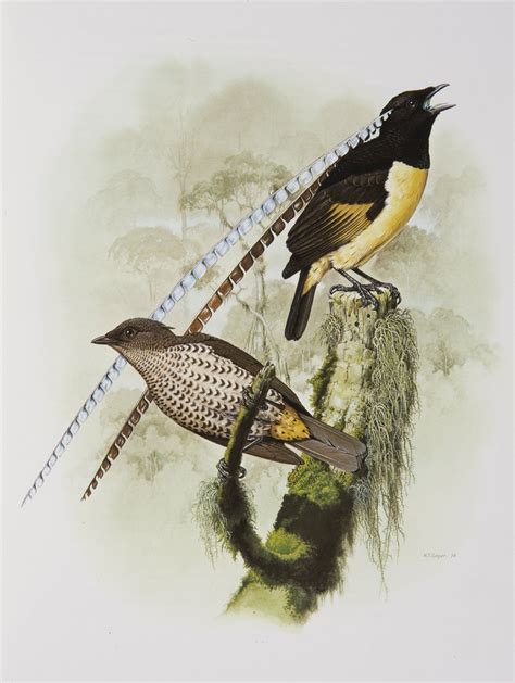 King of Saxony Bird of Paradise - The Australian Museum