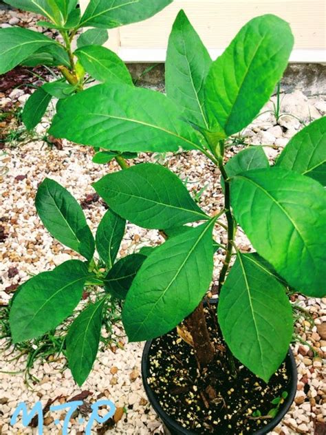 Large Bitterleaf Tree Plant Bitter leaf Onugbu Cây Mật Gấu | Etsy