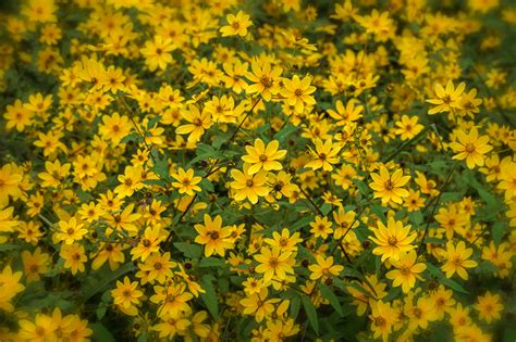 Dan Routh Photography: Fall Wildflowers