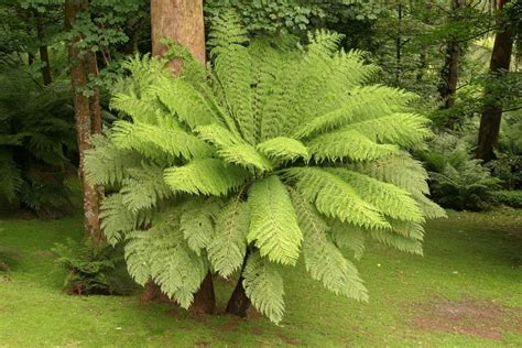 Australian Tree Fern Transplant Guide – Learn About Moving A Tree Fern