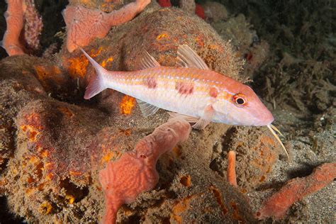 Spotted Goatfish Photograph by Andrew J. Martinez | Fine Art America