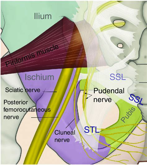 Sacrotuberous Ligament Anatomy