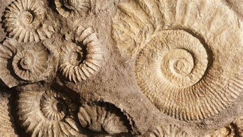 Fossils, Fossils Everywhere! - Fort Collins Museum of Discovery