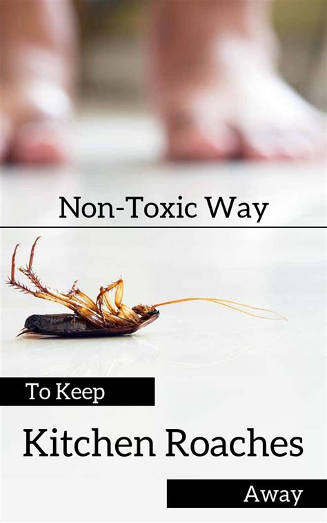 Non-Toxic Way To Keep Kitchen Roaches Away - 101CleaningTips.net