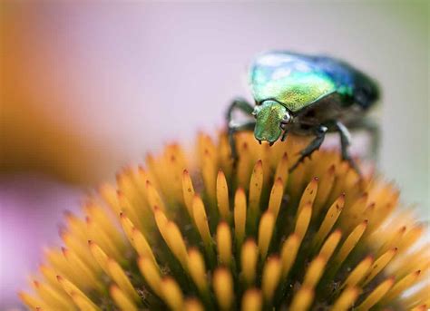 Lawn Destroying Insects That Are Invading Your Lawn