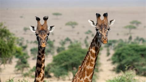 Endangered Masai giraffes may be inbreeding themselves…