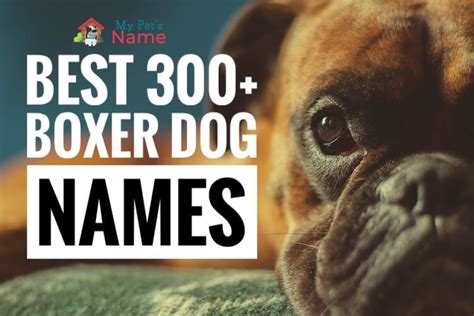 The Best 300+ Boxer Dog Names: Male, Female, Puppy, Popular & Funny ...