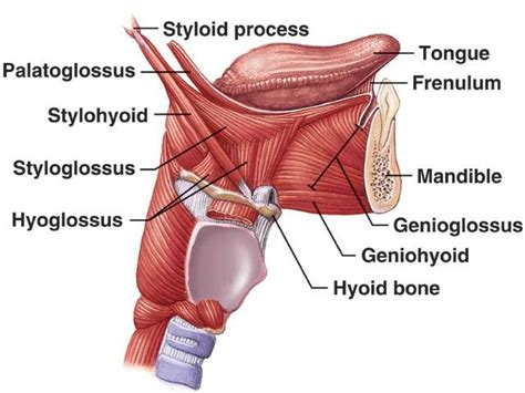 Muscle Tension Dysphonia – The Voice Clinic