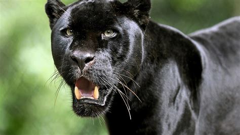 Black Panther Animal Scary - 2560x1440 Wallpaper - teahub.io