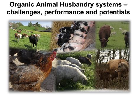 Future of organic animal husbandry in Europe - Organic Farm Knowledge