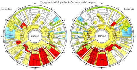 10 PCS iris diagnosis chart | iriscope | iridology camera | iriscope ...