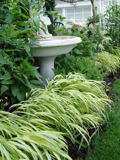 Golden variegated Japanese forestgrass | Garden Housecalls