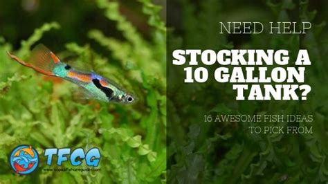 Ideas For Stocking A 10 Gallon Fish Tank [Best List & Guide]