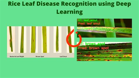 Rice Leaf Disease Recognition using Deep Learning