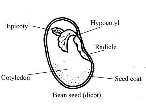 Stages of Germination