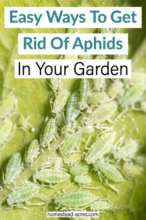 How To Get Rid Of Aphids In The Garden - Homestead Acres