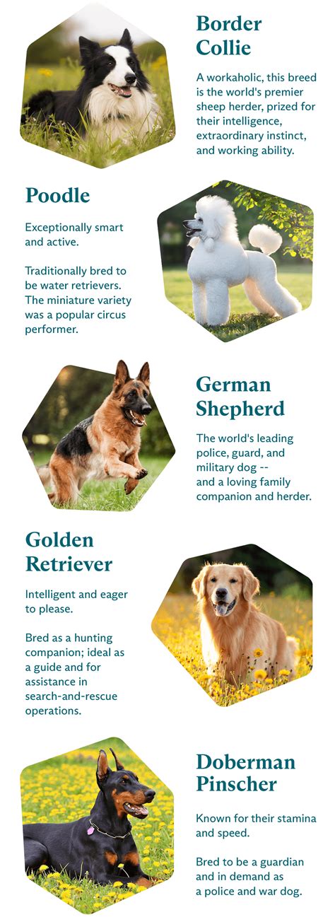 Top 5 Smartest Dog Breeds Dog Breeds Medium Smartest - vrogue.co