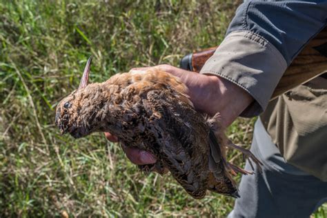 The Woodcock Migration - The Journey Within, A Bird Hunter's Diary - Worldwide Trophy Adventures