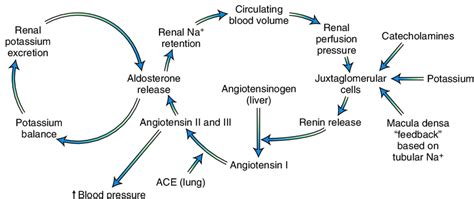 Renin-angiotensin-aldosterone and potassium-aldosterone negative... | Download Scientific Diagram