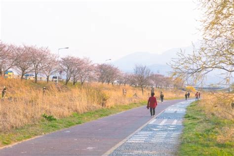 Cherry Blossom Trails Along the Rivers in Jeonju