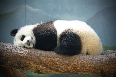 Sleeping in. #ZAFanFriday submission from Facebook user Kris P. | Cute animals, Panda bear ...