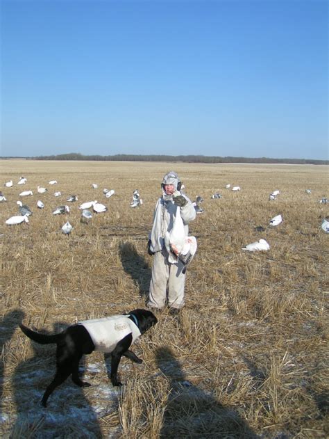 Goose Hunting for Geese | Goose Hunting Saskatchewan