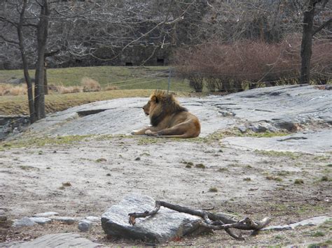 Bronx Zoo- African Plains- Male Lion - ZooChat