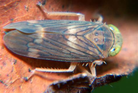 Suborder Auchenorrhyncha - Cicadas, Hoppers and Aphids - North American ...