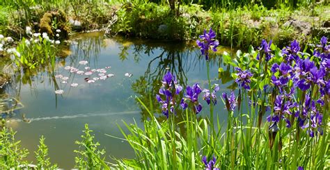 FAQ about creating and maintaining a garden wildlife pond | Natural History Museum