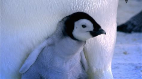 Baby Emperor Penguin Emerges from Shell | Nature | PBS