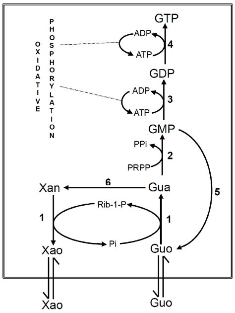 Utilization of guanosine for the salvage synthesis of guanine ...