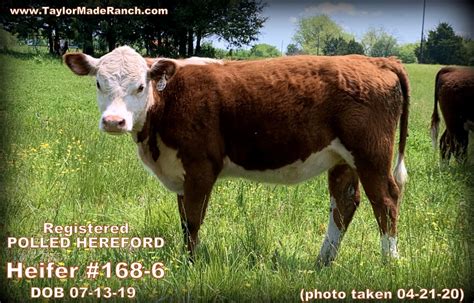 Registered Polled Hereford Cattle For Sale - Taylor-Made Ranch