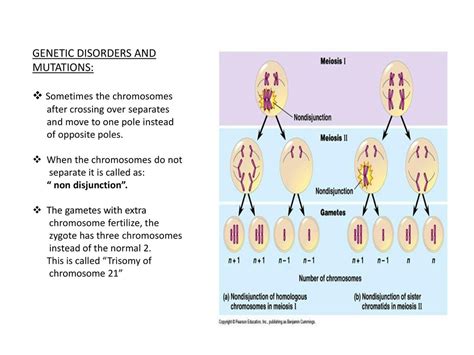 Significance of Meiosis: - ppt download