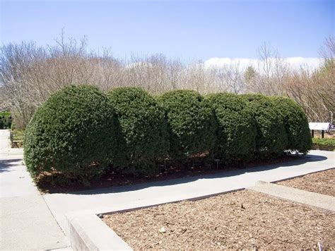 6 USDA Zone 5 Privacy Trees to Screen Your Outdoor Space